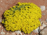 Desert Flowers